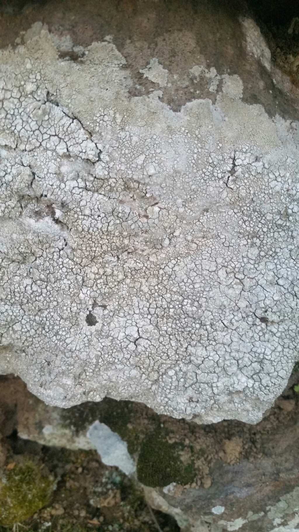 Lichene bianco